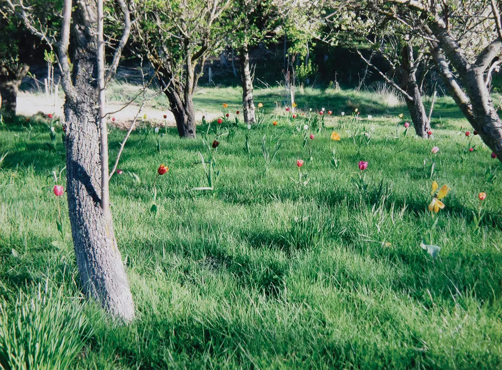 Peter Peryer (1941-2018) - Tulips Image 1++