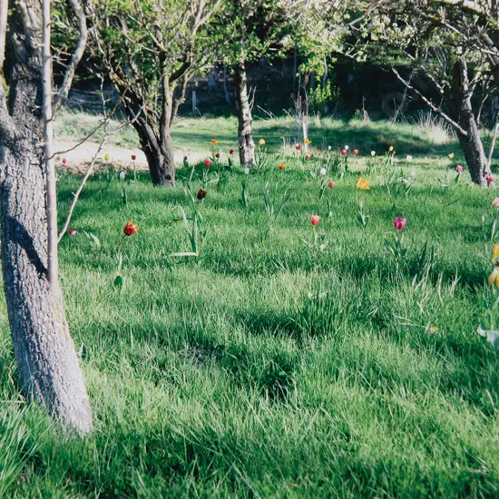 Peter Peryer (1941-2018) - Tulips