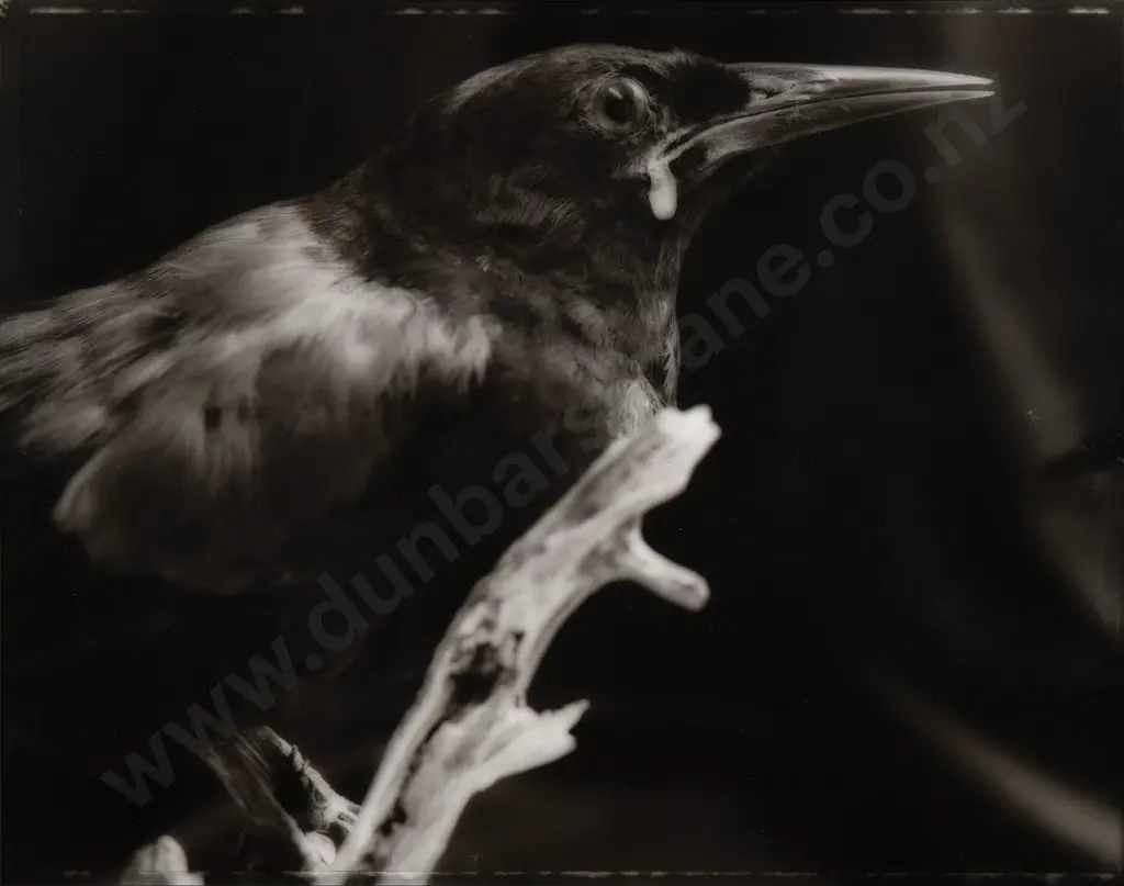 Fiona Pardington (b 1961) - Rerenga/ Fugitive. Tieke/ South Island Saddleback Image 1++