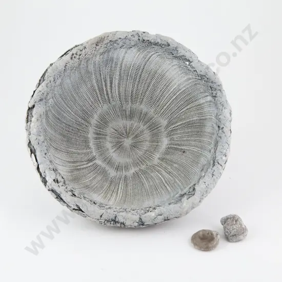 Len Castle Conical Fossil Form