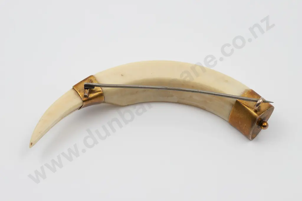 NZ Colonial 9ct Mounted Boar Tusk Brooch Image 1++