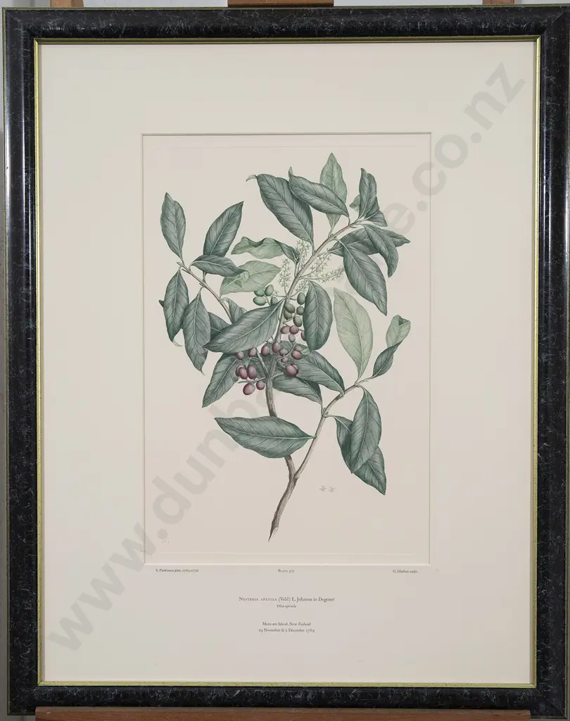 After Sydney Parkinson - Two Banks' Florilegium Prints Image 1++