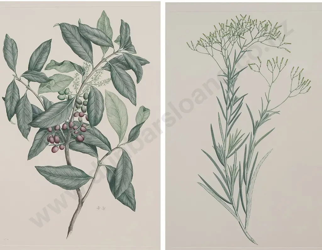 After Sydney Parkinson - Two Banks' Florilegium Prints Image 1++