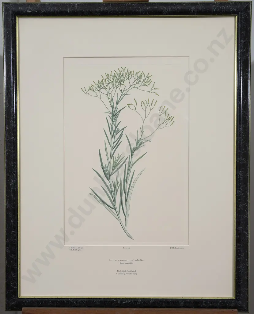 After Sydney Parkinson - Two Banks' Florilegium Prints Image 1++