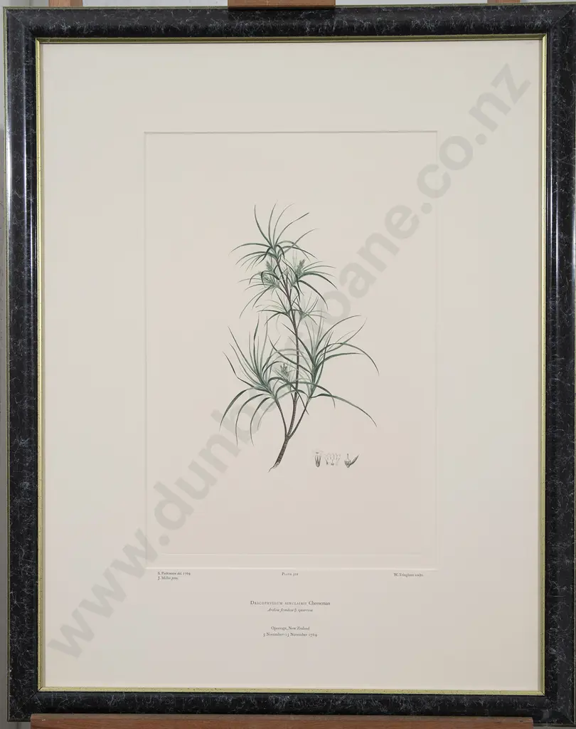 After Sydney Parkinson - Two Banks' Florilegium Prints Image 1++
