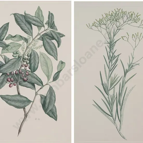 After Sydney Parkinson - Two Banks' Florilegium Prints