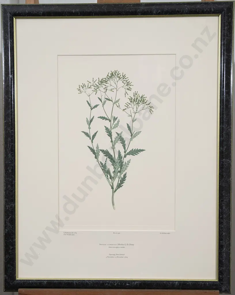 After Sydney Parkinson - Three Banks' Florilegium Prints Image 1++