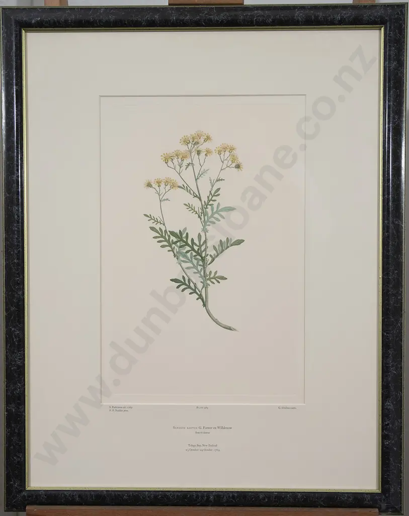 After Sydney Parkinson - Three Banks' Florilegium Prints Image 1++