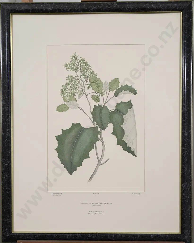 After Sydney Parkinson - Three Banks' Florilegium Prints Image 1++
