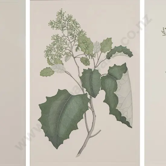After Sydney Parkinson - Three Banks' Florilegium Prints