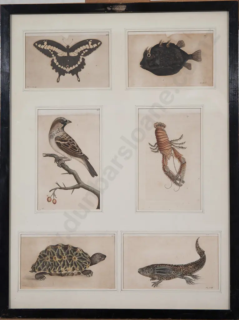 Six Framed Hand Coloured Engravings from George Shaw & Frederick Nodder 'The Naturalist's Miscellany' Image 1++
