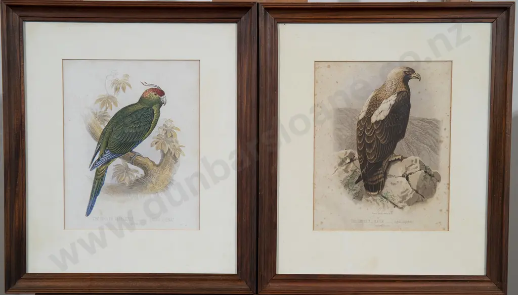 Set of Ten Ornithological Colour Engravings Image 1++