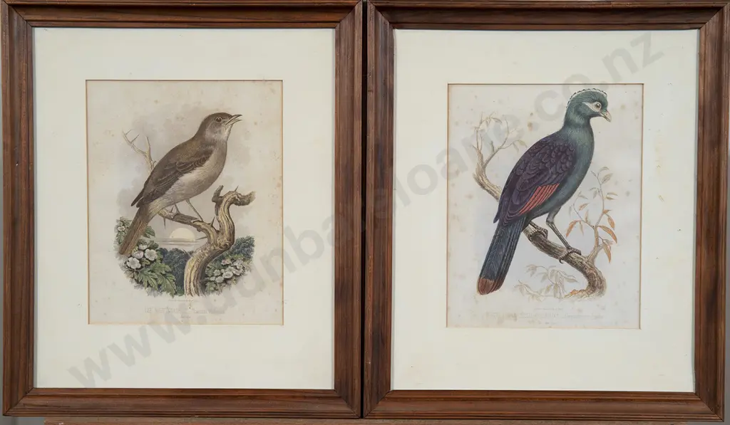 Set of Ten Ornithological Colour Engravings Image 1++
