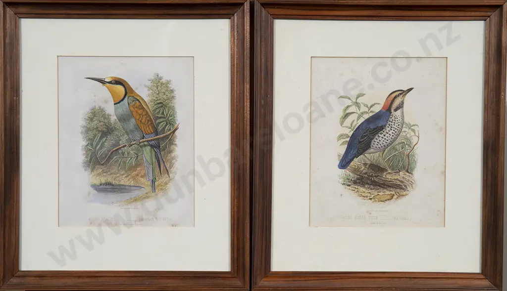 Set of Ten Ornithological Colour Engravings Image 1++