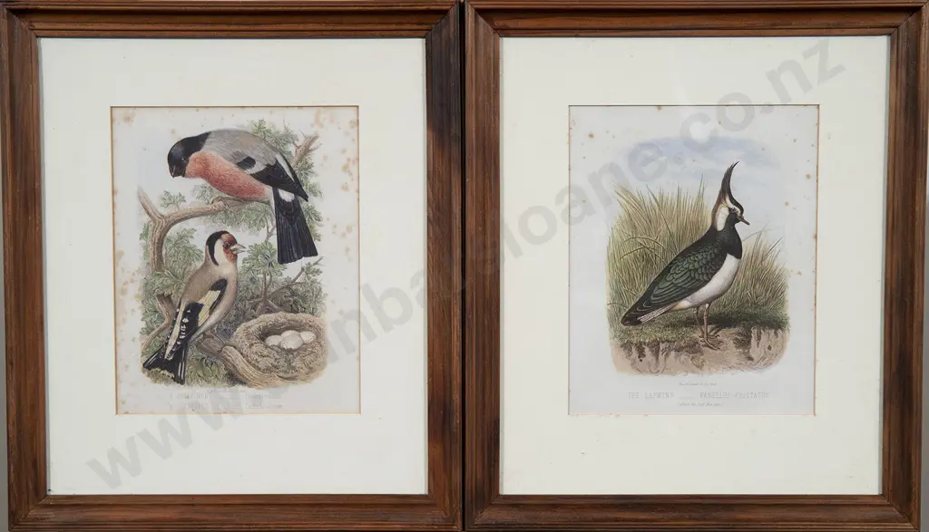 Set of Ten Ornithological Colour Engravings Image 1++