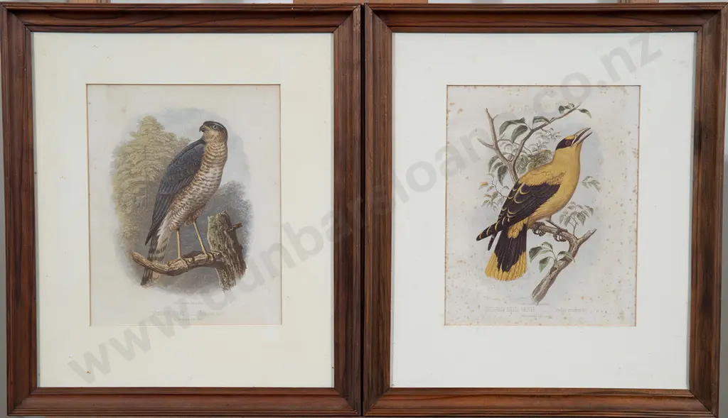 Set of Ten Ornithological Colour Engravings Image 1++