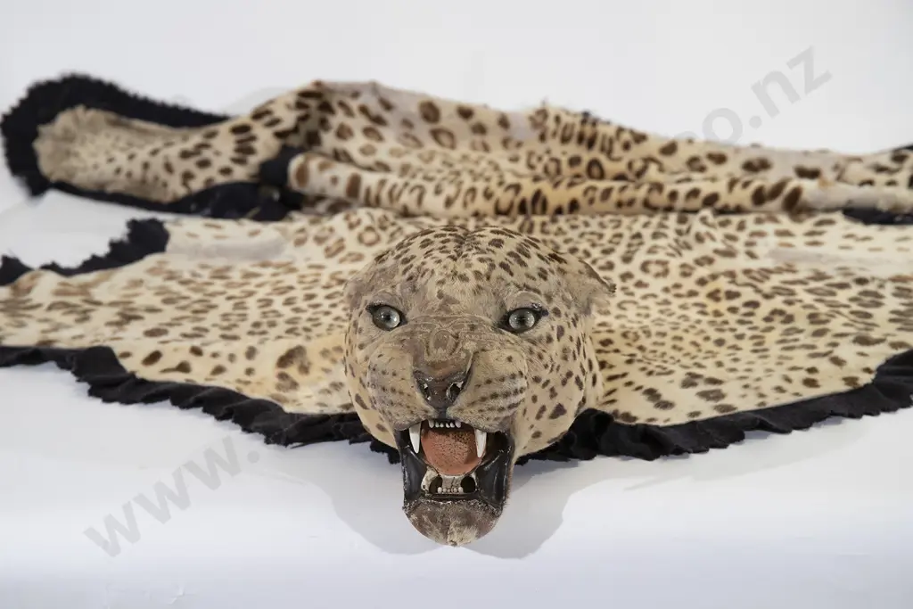 Vintage Taxidermy Leopard Skin with Head Image 1++