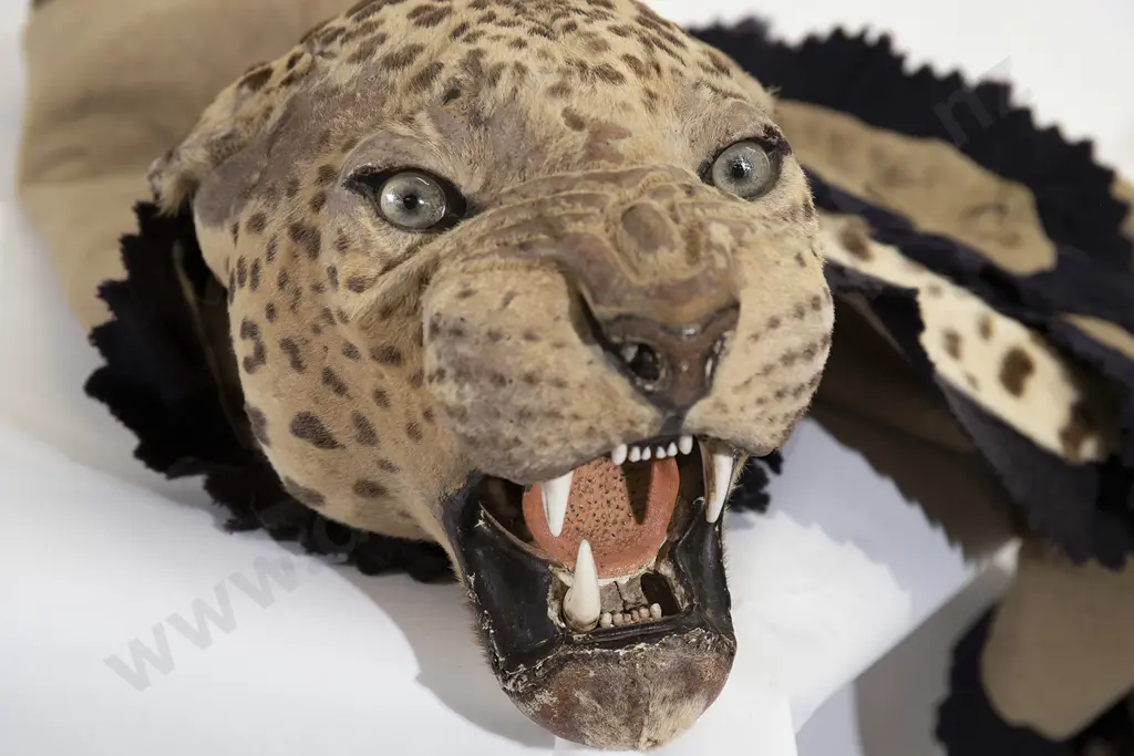 Vintage Taxidermy Leopard Skin with Head Image 1++