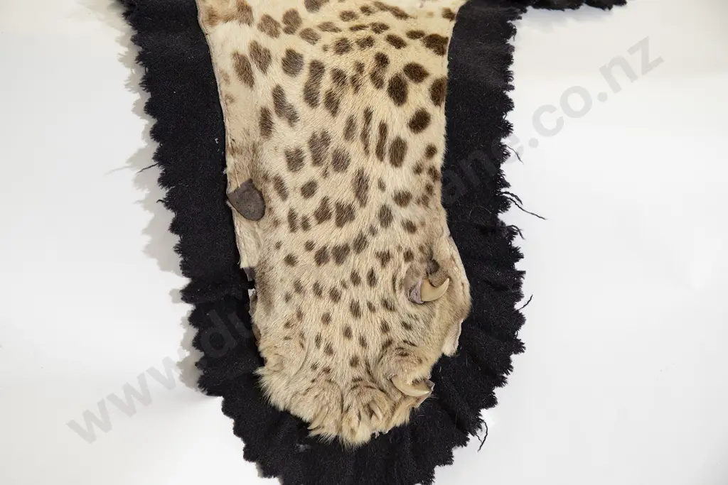 Vintage Taxidermy Leopard Skin with Head Image 1++