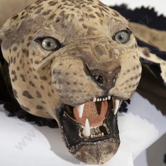 Vintage Taxidermy Leopard Skin with Head