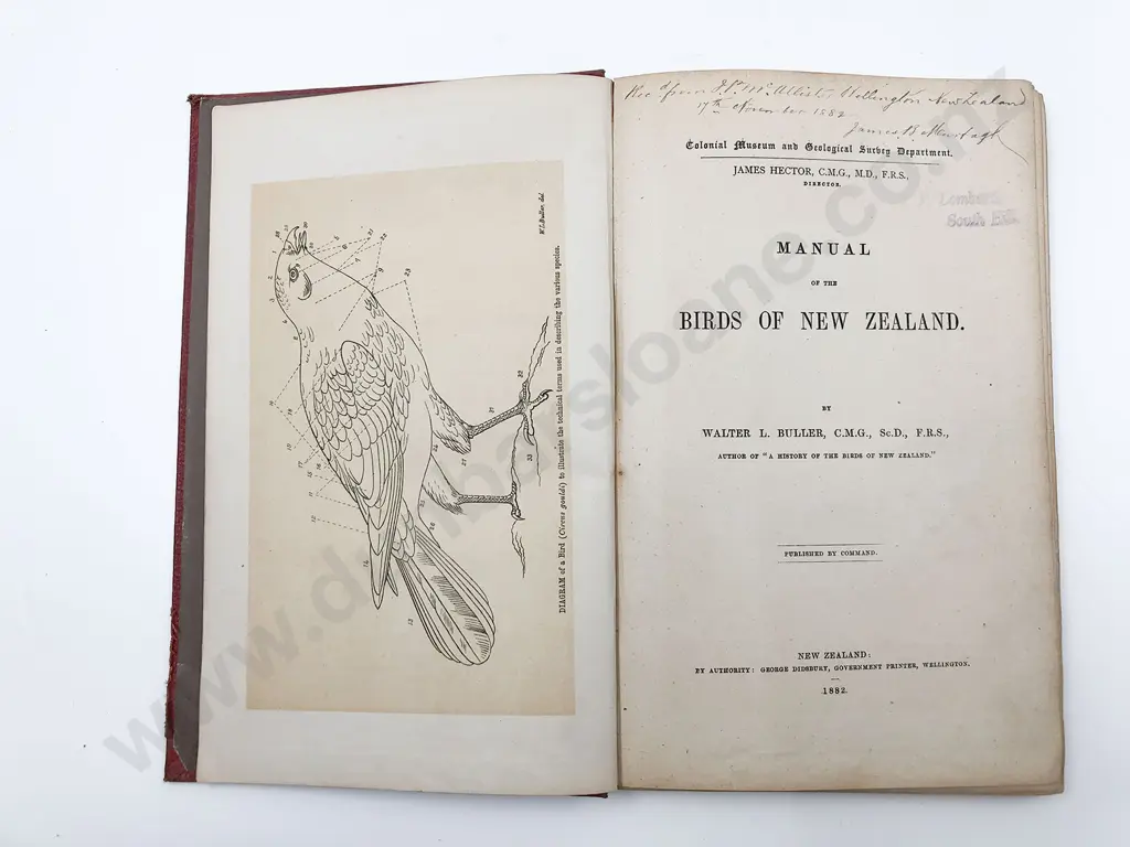 Buller Walter L - Manual of the Birds Of New Zealand Image 1++
