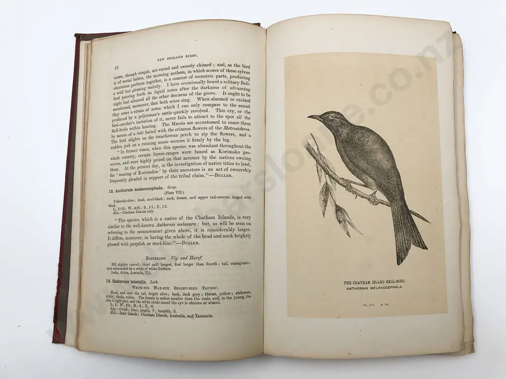 Buller Walter L - Manual of the Birds Of New Zealand Image 1++