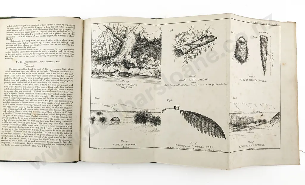 Potts T H - Notes On The Breeding Habits Of New Zealand Birds Image 1++