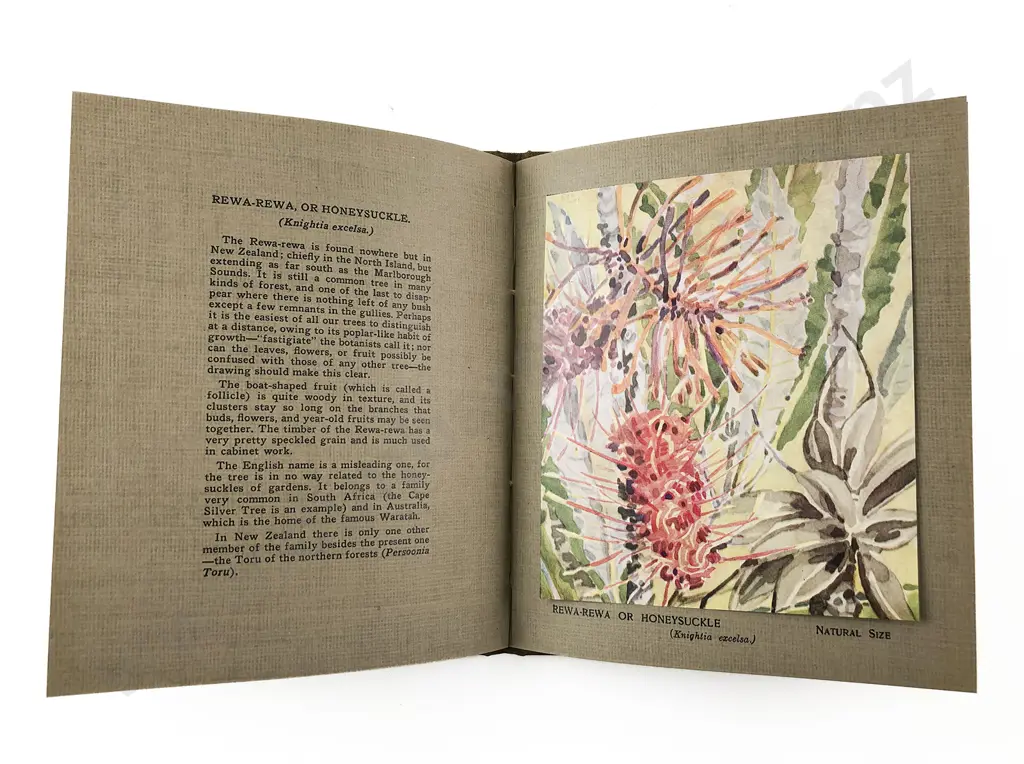 Atkinson Esmond - New Zealand Flowers and Fruits (Bound set of 15) Image 1++