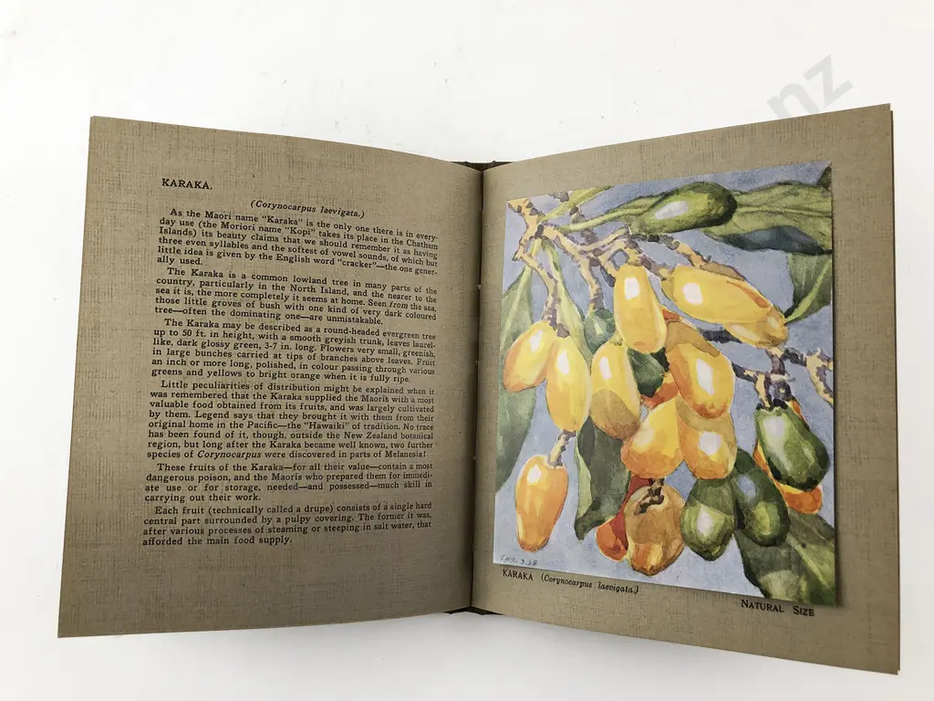 Atkinson Esmond - New Zealand Flowers and Fruits (Bound set of 15) Image 1++