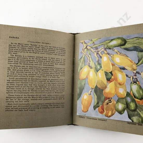 Atkinson Esmond - New Zealand Flowers and Fruits (Bound set of 15)