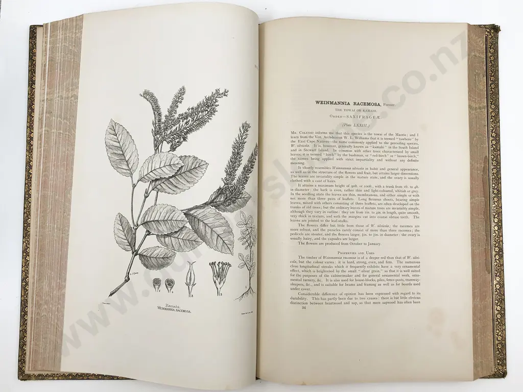 Kirk Thomas - The Forest Flora Of New Zealand Image 1++