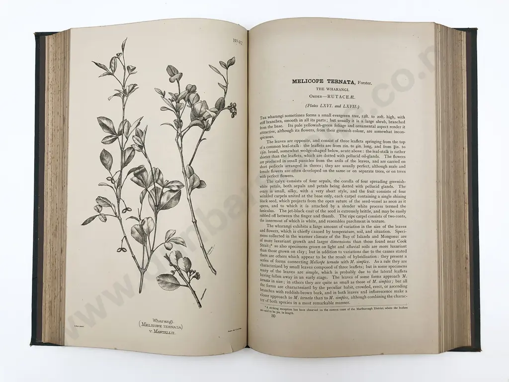 Kirk Thomas - The Forest Flora Of New Zealand Image 1++