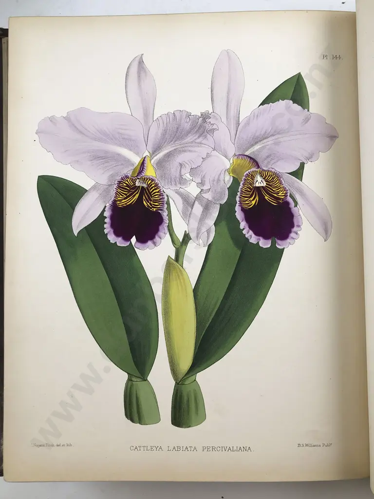 Warner Williams & Moore - The Orchid Album (9 Volumes) Image 1++