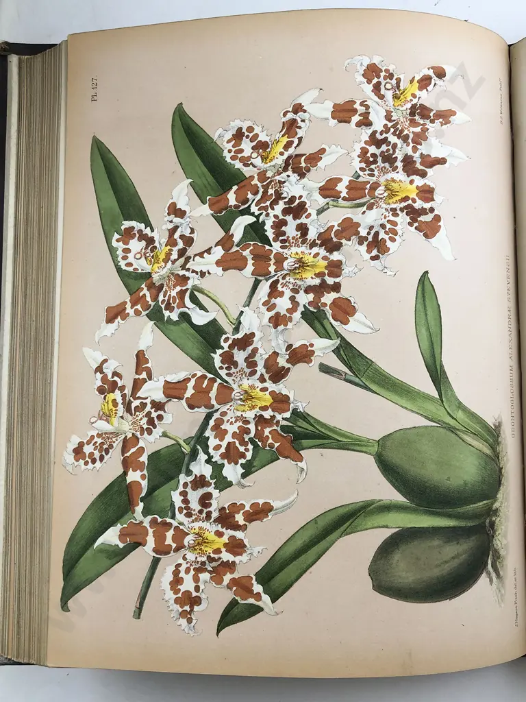Warner Williams & Moore - The Orchid Album (9 Volumes) Image 1++