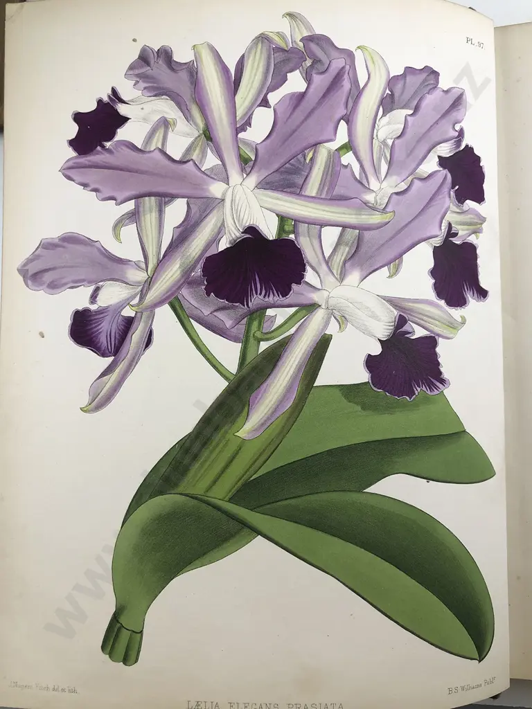 Warner Williams & Moore - The Orchid Album (9 Volumes) Image 1++