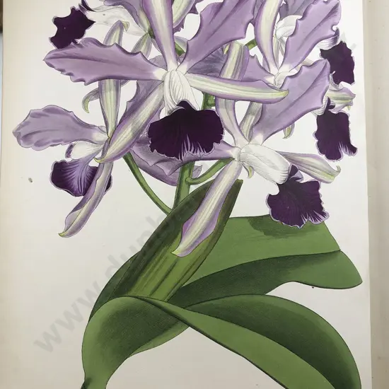 Warner Williams & Moore - The Orchid Album (9 Volumes)