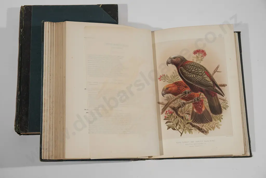 Buller Sir Walter - A History of the Birds Of New Zealand (2 Volumes 1888) Image 1++