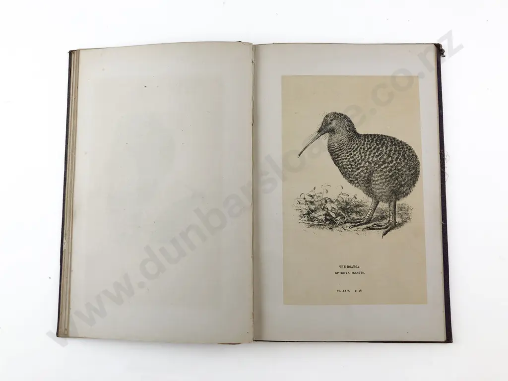 Buller Walter L - Manual of the Birds Of New Zealand Image 1++