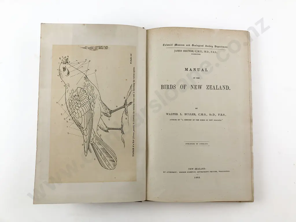 Buller Walter L - Manual of the Birds Of New Zealand Image 1++