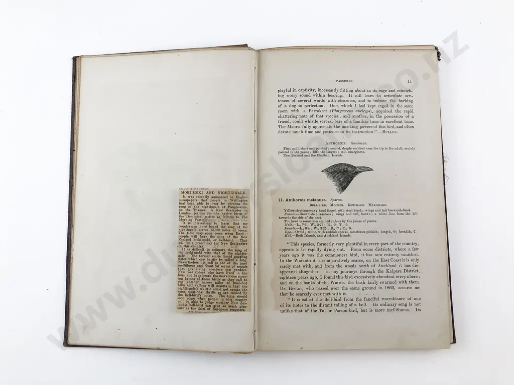 Buller Walter L - Manual of the Birds Of New Zealand Image 1++