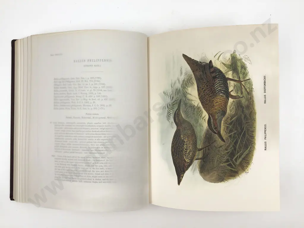 Buller Walter Lawry - A History Of The Birds Of New Zealand Image 1++