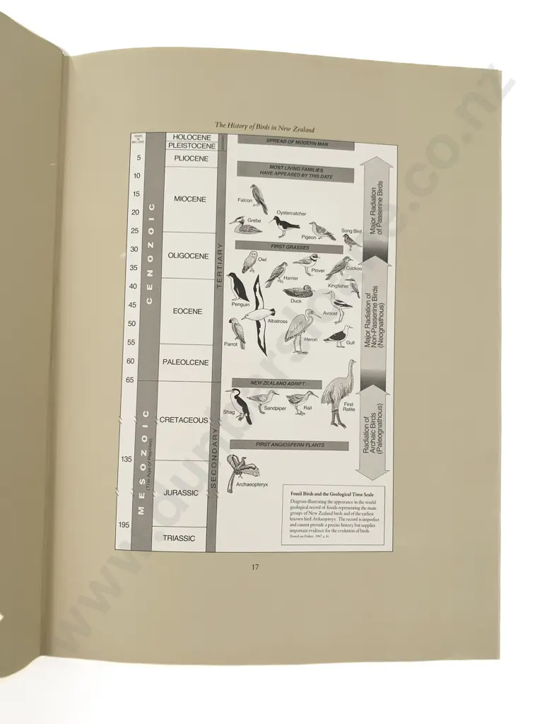 Fleming C A - George Edward Lodge The Unpublished New Zealand Bird Paintings Image 1++
