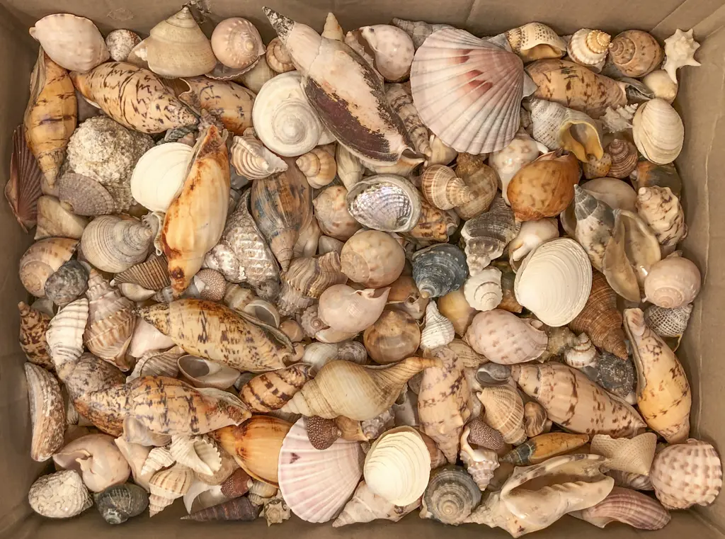 Box of Assorted NZ Sea Shells Image 1++