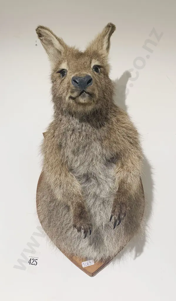 Mounted Taxidermy Wallaby Image 1++