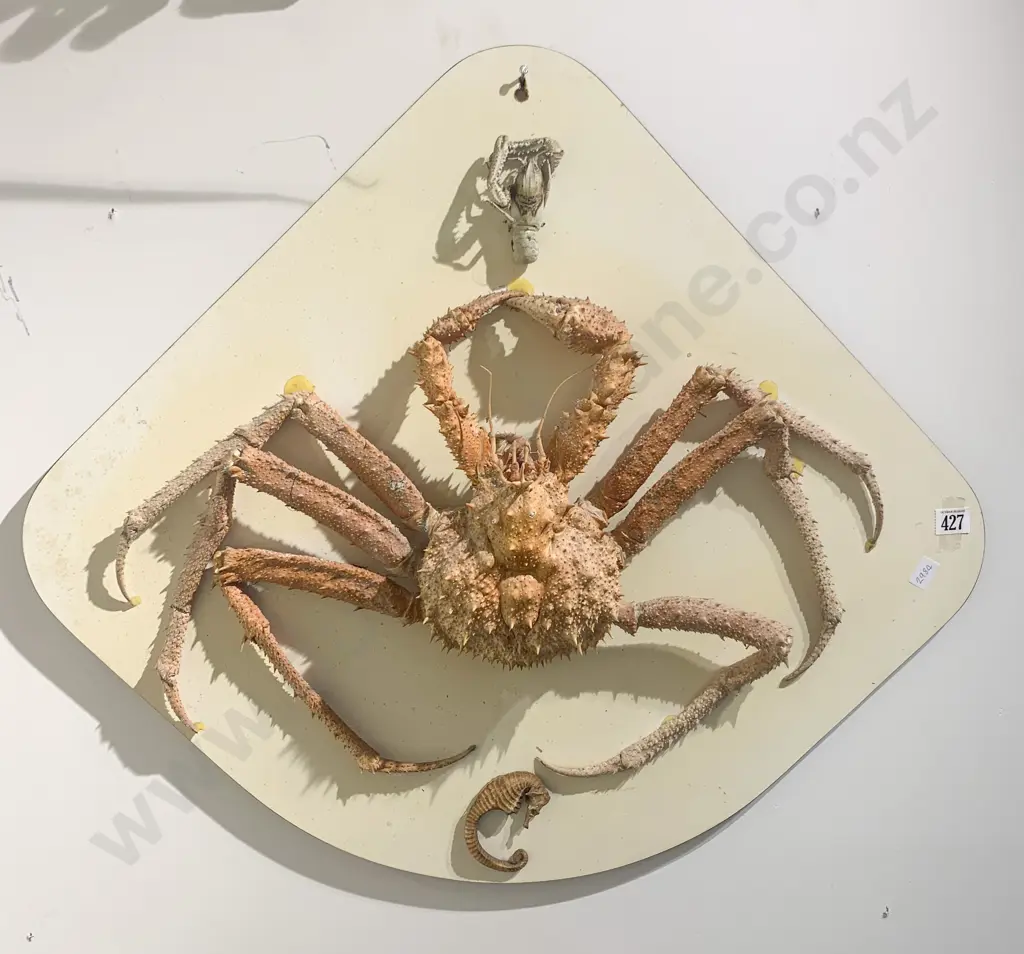 Mounted Spider Crab Image 1++