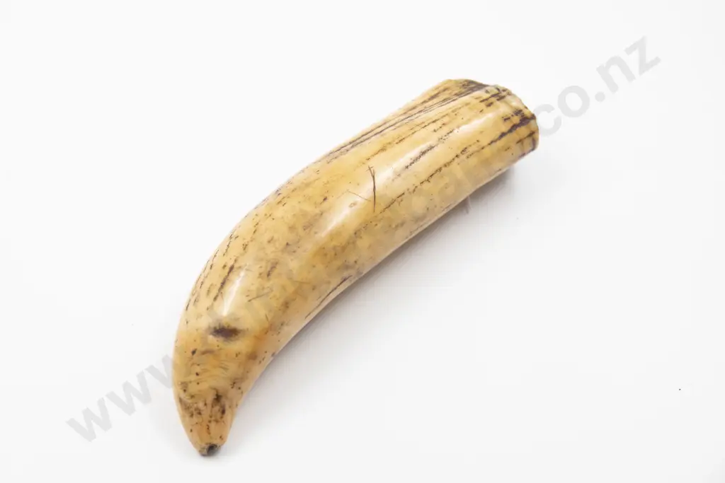 Sperm whales tooth Image 1++