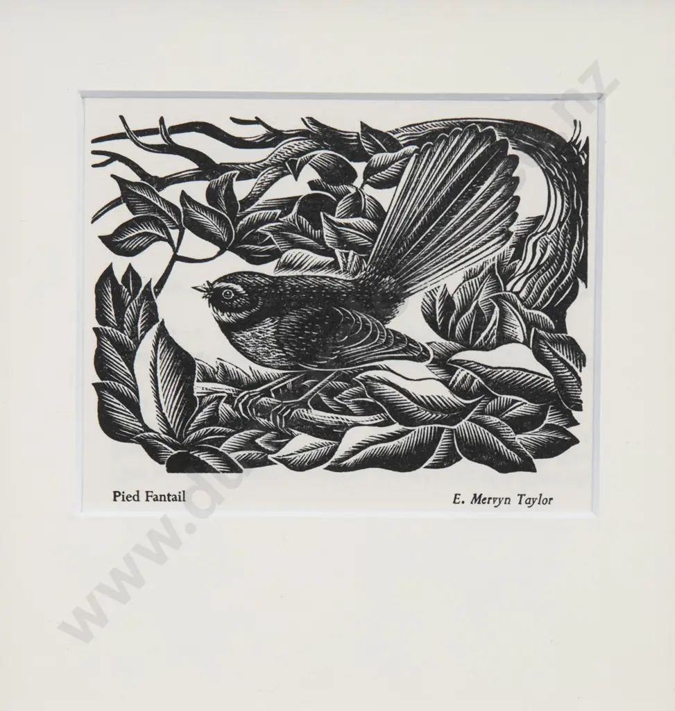 E. Mervyn Taylor - Pied Fantail Image 1++