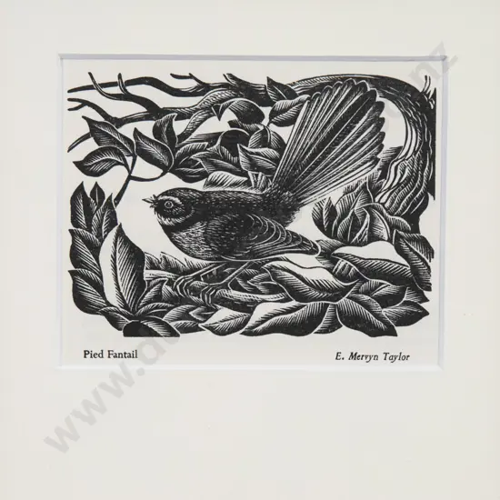 E. Mervyn Taylor - Pied Fantail