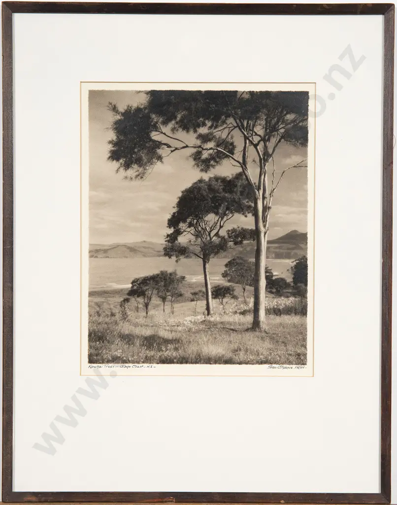 George Chance - Kowhai trees Otago Coast NZ Image 1++
