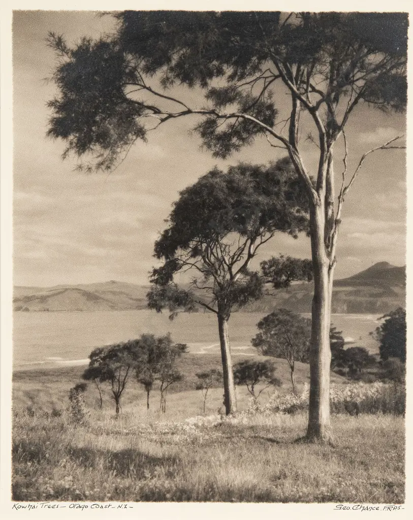 George Chance - Kowhai trees Otago Coast NZ Image 1++